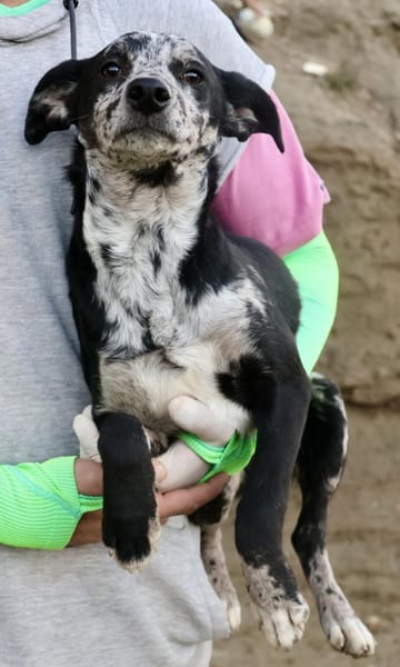 Manchas, neugierig, agil, freundlich