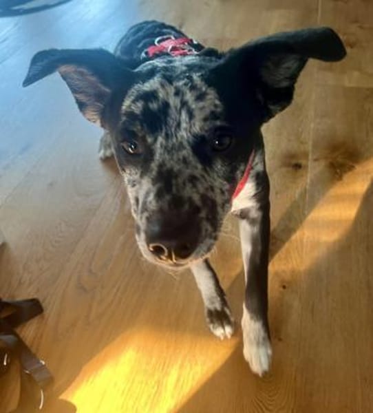 Manchas, neugierig, agil, freundlich