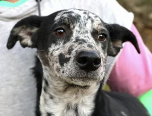 Manchas, neugierig, agil, freundlich