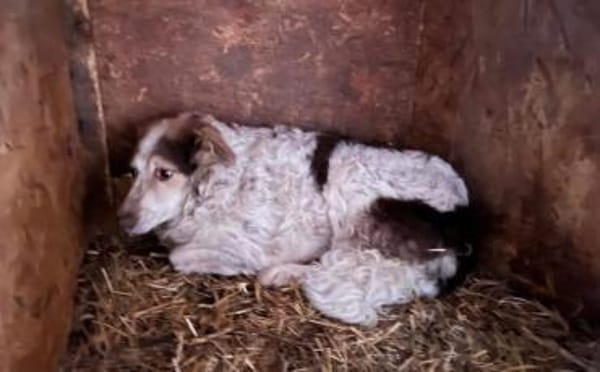 Wer schenkt Sally ein Zuhause?