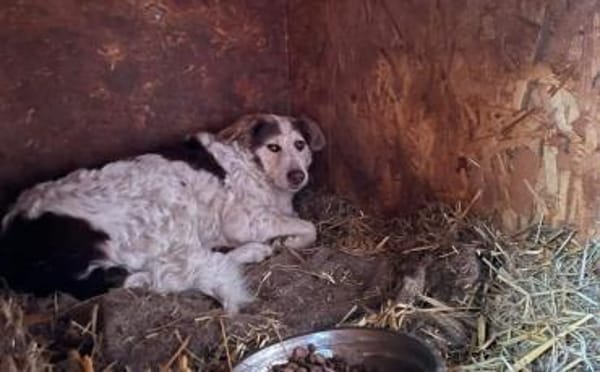 Wer schenkt Sally ein Zuhause?