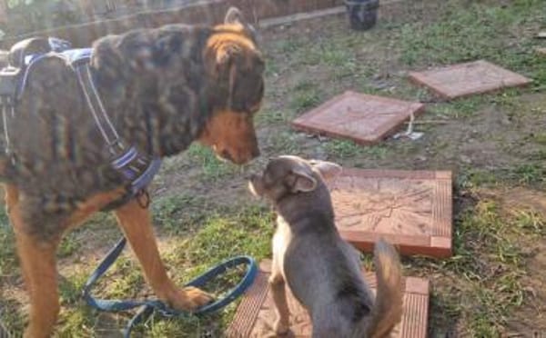 Champ sucht Altersruhesitz