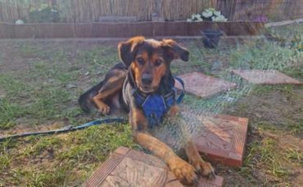 Champ sucht Altersruhesitz