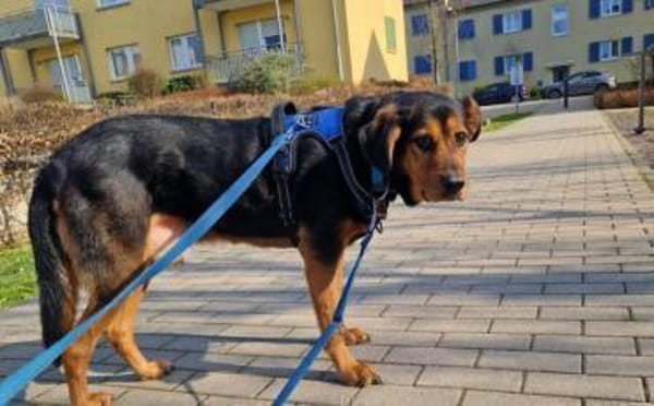 Champ sucht Altersruhesitz