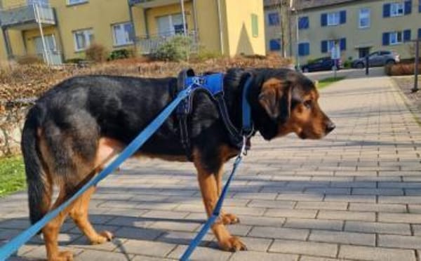 Champ sucht Altersruhesitz