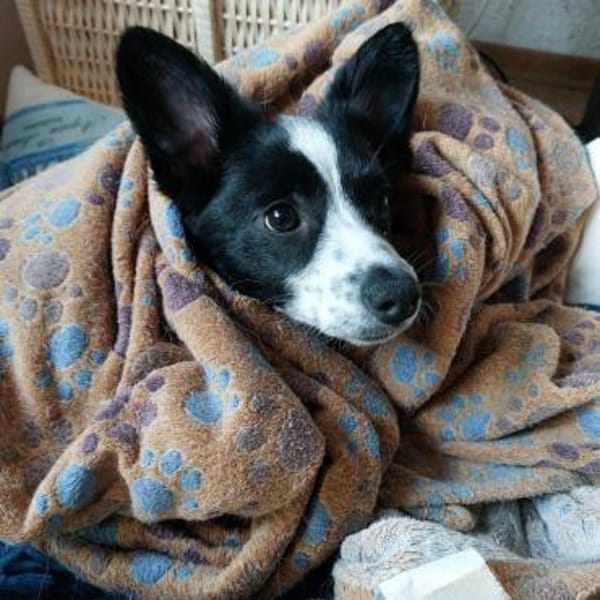 süßes Welpenmädchen Lena auf PS 91278