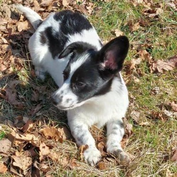 süßes Welpenmädchen Lena auf PS 91278