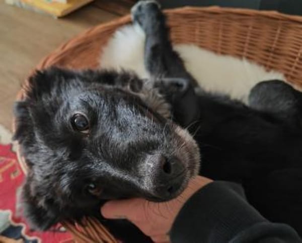 Daisy sucht ihre Familie