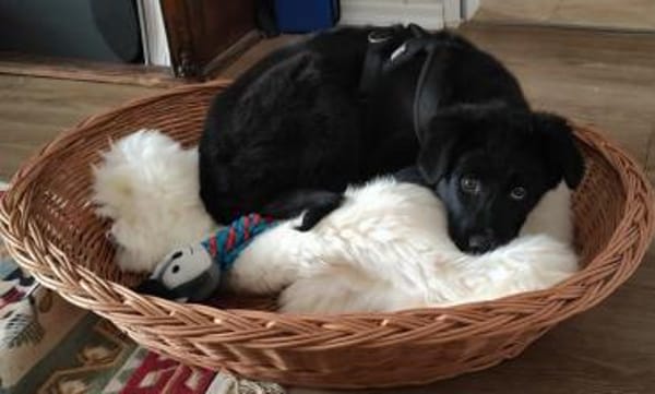 Daisy sucht ihre Familie