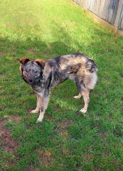 Sanfte liebe Frieda 1 Jahr jung