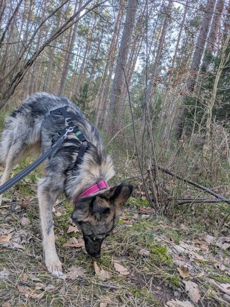 Sanfte liebe Frieda 1 Jahr jung