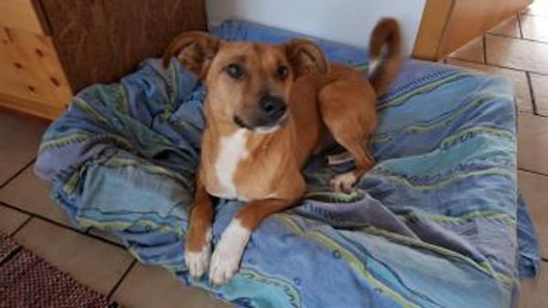 Canelo ein ganz besonderer Hund