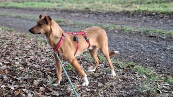 Canelo ein ganz besonderer Hund