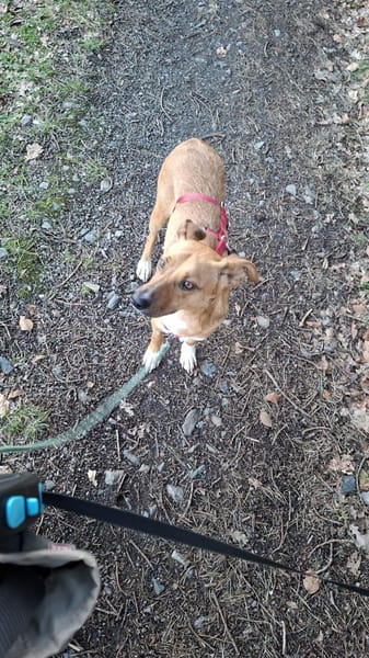 Canelo ein ganz besonderer Hund