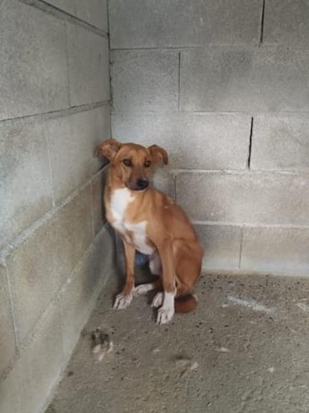 Canelo ein ganz besonderer Hund