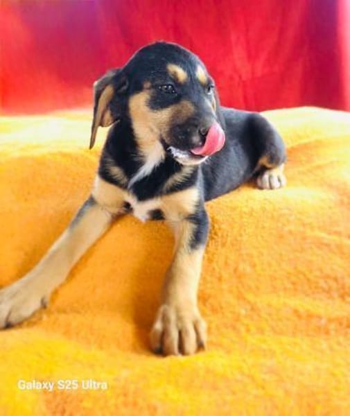 Kiwi sucht ein Körbchen