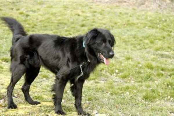 Prinz su. hundeerfahrene Besitzer