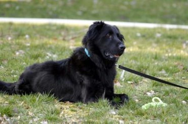 Prinz su. hundeerfahrene Besitzer