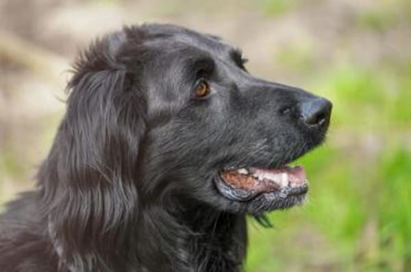 Prinz su. hundeerfahrene Besitzer