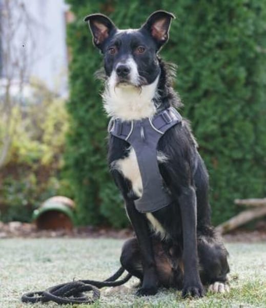 RÜBE - frecher Bube mit Charme