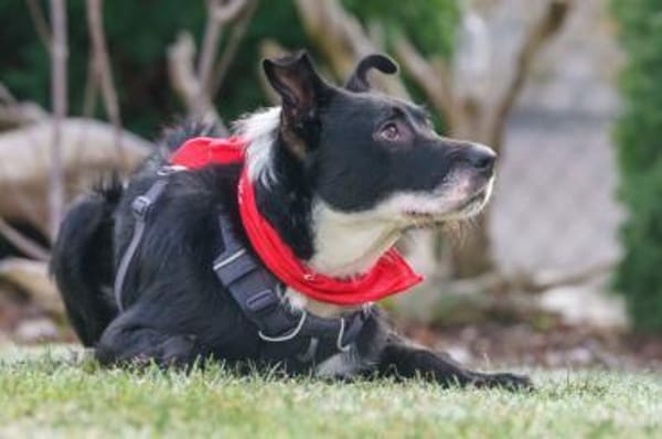 RÜBE - frecher Bube mit Charme