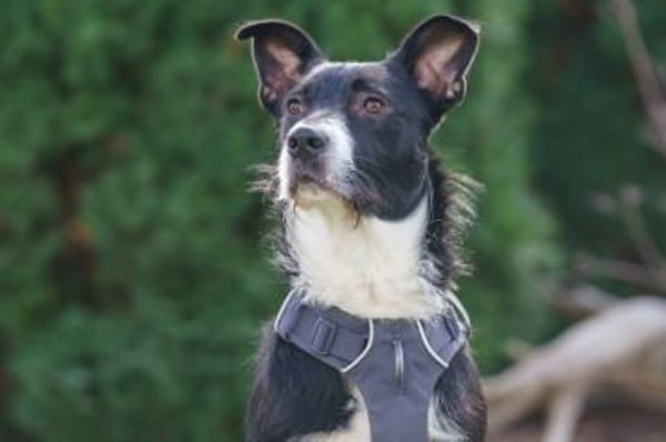 RÜBE - frecher Bube mit Charme