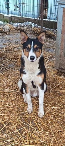 Gordi sucht seine Familie