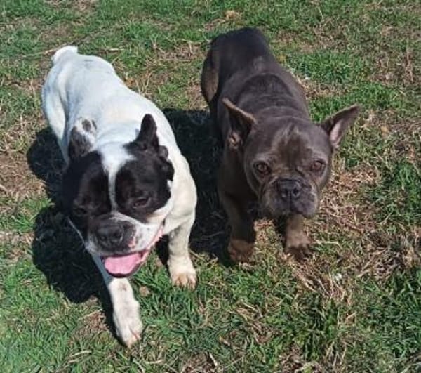 Dolfi, es kann nur besser werden