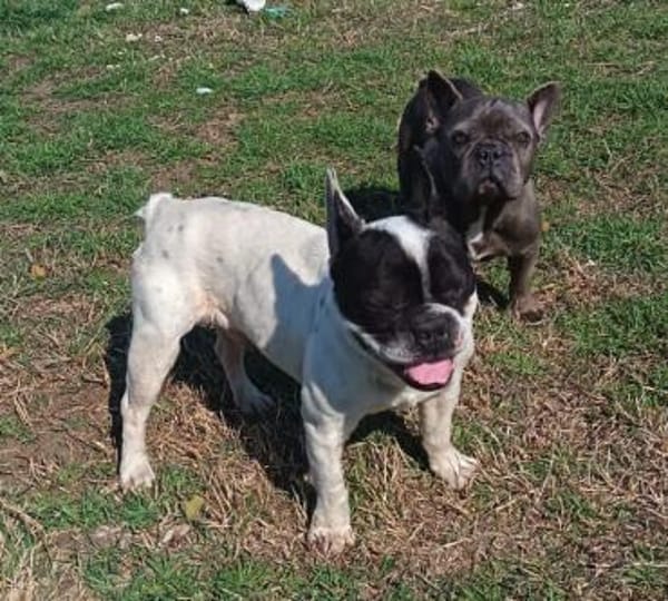 Dolfi, es kann nur besser werden