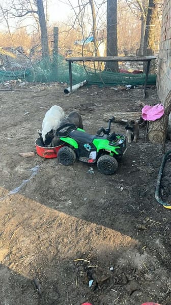 Dolfi, es kann nur besser werden