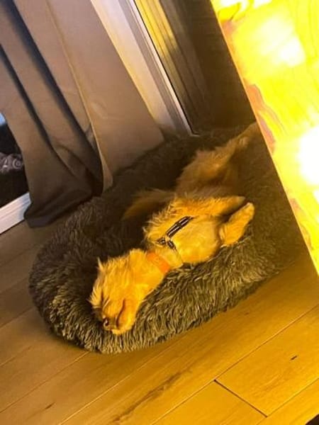 verschmuster Roger will dazugehören