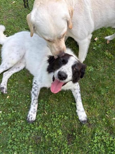 Lieber Rüde Timmy sucht Zuhause