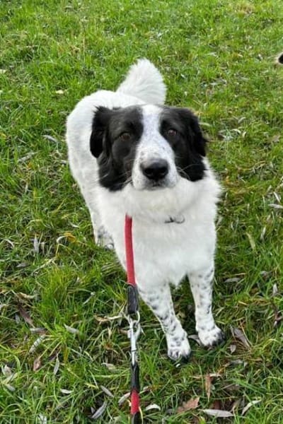 Lieber Rüde Timmy sucht Zuhause