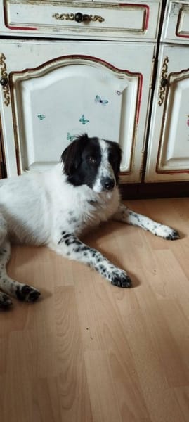 Lieber Rüde Timmy sucht Zuhause