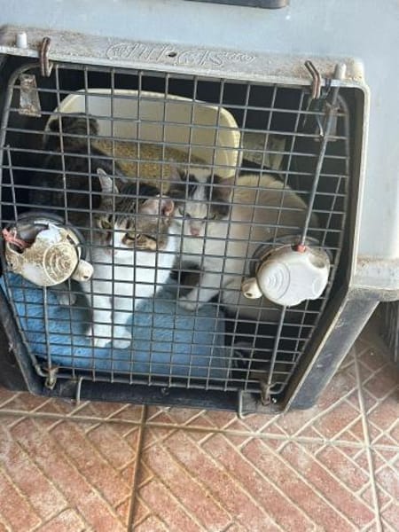 Luna und Chrysa aus dem Tierschutz