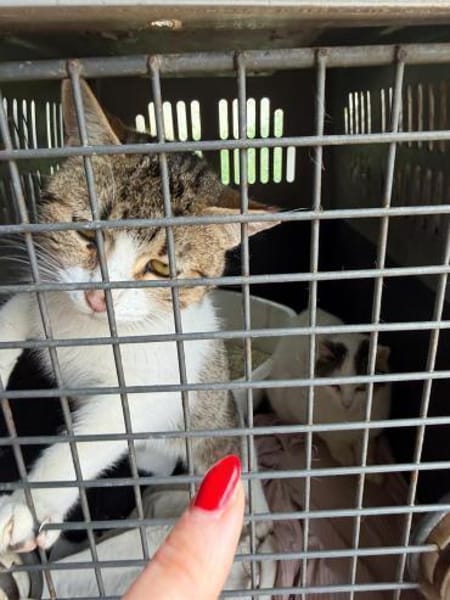 Luna und Chrysa aus dem Tierschutz