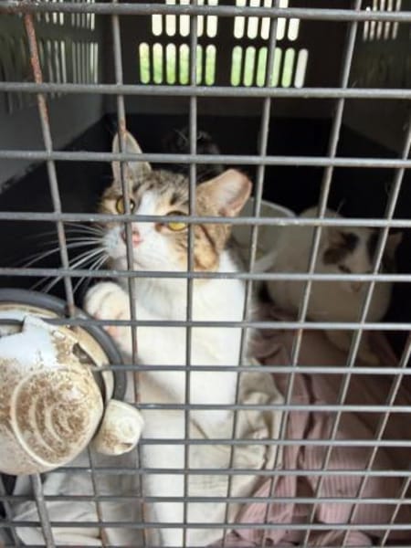 Luna und Chrysa aus dem Tierschutz