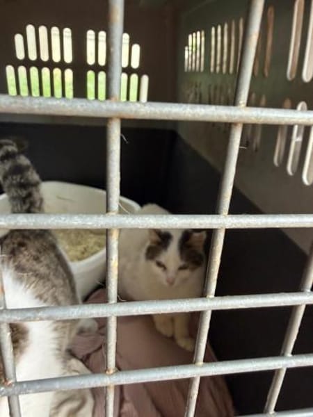 Luna und Chrysa aus dem Tierschutz