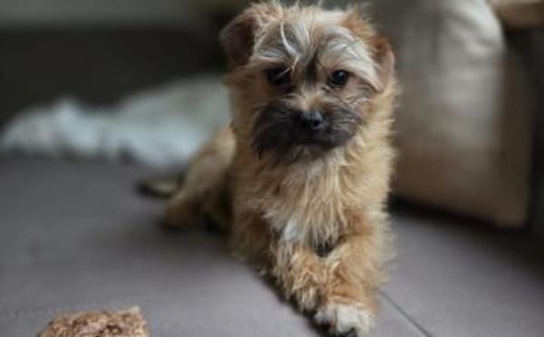 Toffee - ein echtes Goldstück