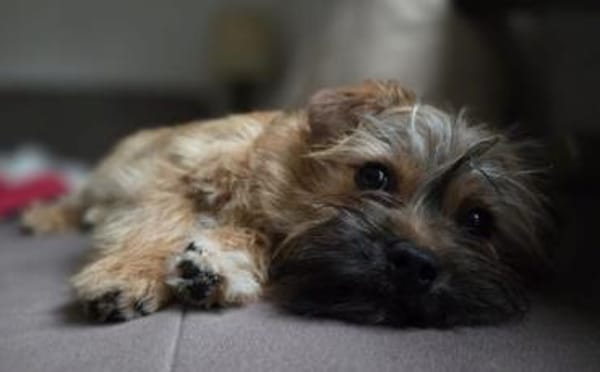 Toffee - ein echtes Goldstück