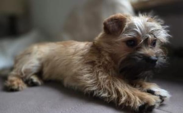 Toffee - ein echtes Goldstück