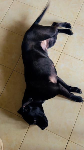 DAFNE 💚💚💚sucht Für-immer-Zuhause