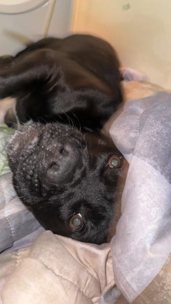 DAFNE 💚💚💚sucht Für-immer-Zuhause