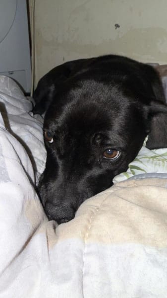 DAFNE 💚💚💚sucht Für-immer-Zuhause