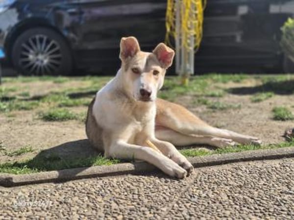 Sunny möchte strahlen