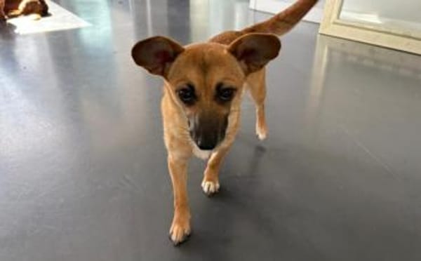 Kim - aussergewöhnliche Hundedame