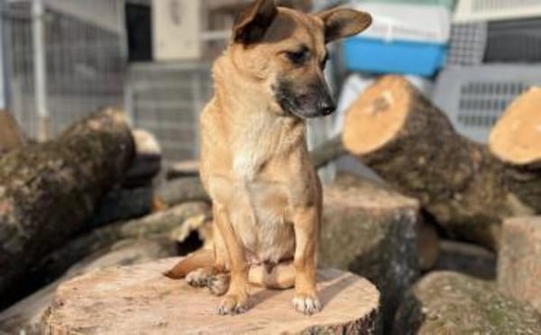 Kim - aussergewöhnliche Hundedame