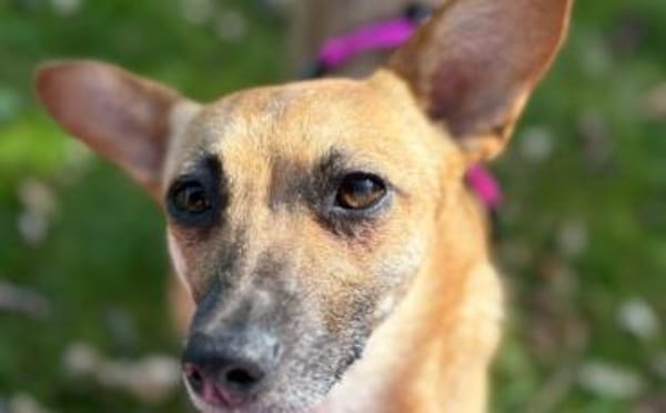 Kim - aussergewöhnliche Hundedame