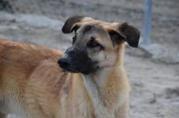 Bola braucht ein Zuhause Ho