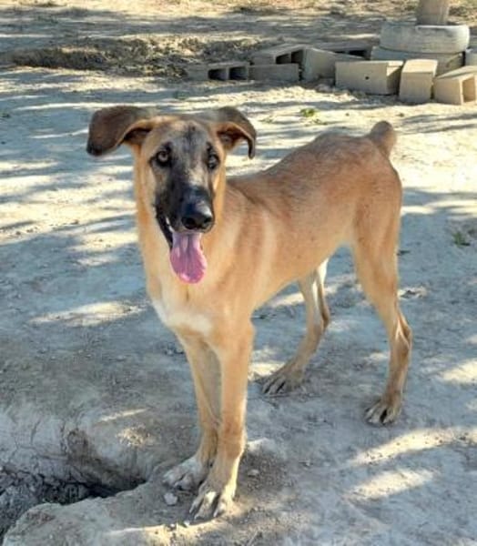 Bola braucht ein Zuhause Ho